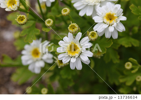 フィーバーフューの花 フィーバーフューの花 13736634