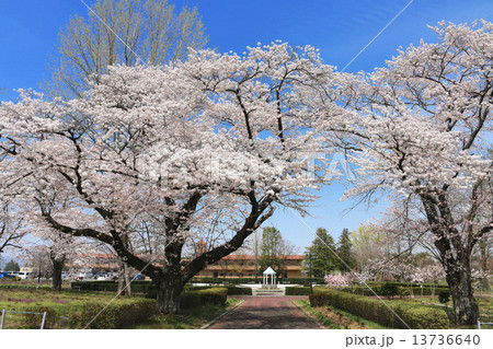 岩瀬牧場の桜 岩瀬牧場の桜 13736640