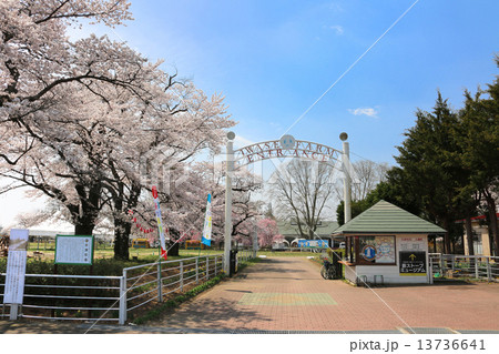 岩瀬牧場の桜 岩瀬牧場の桜 13736641