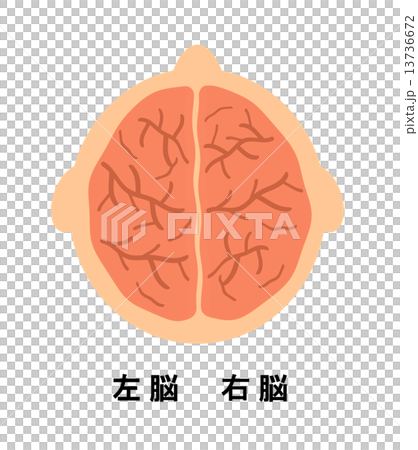 Left brain and right brain Left brain and right brain 13736672