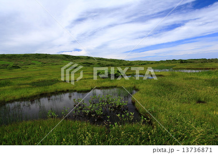 夏の月山弥陀ヶ原 夏の月山弥陀ヶ原 13736871