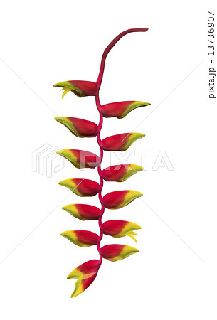 Heliconia flower Heliconia flower 13736907