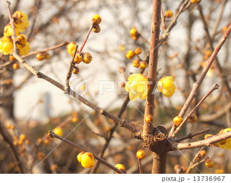 マンゲツロウバイ 13736967