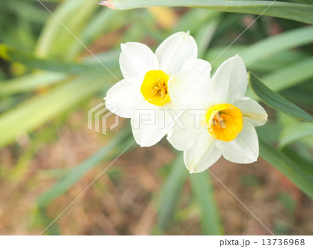 スイセン 13736968