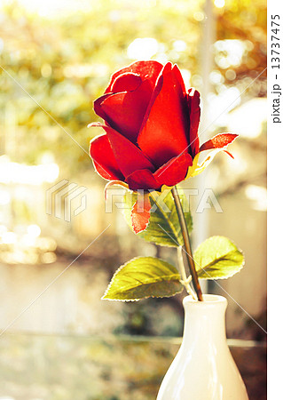 Red roses flower in glass vase Red roses flower in glass vase 13737475