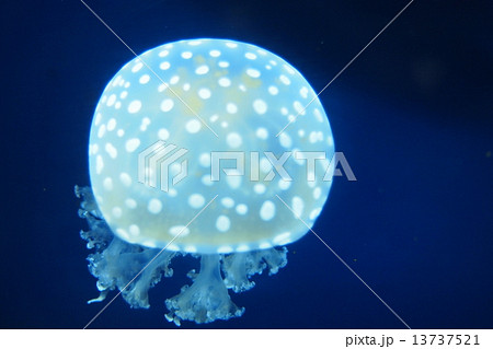 タコクラゲ 13737521