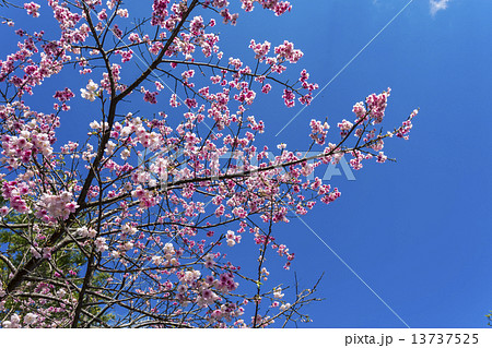 日本一早く咲く　桜　沖縄本部町 13737525