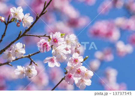 日本一早く咲く　桜　沖縄本部町 13737545