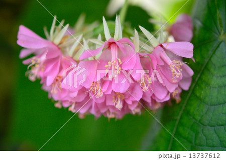 ドンベアの花 13737612