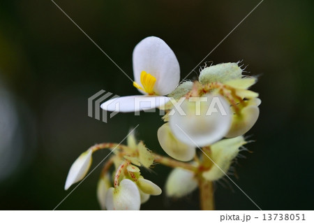レックスベゴニアの花 レックスベゴニアの花 13738051