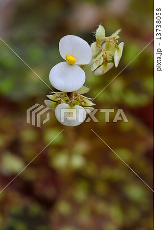 レックスベゴニアの花 13738058