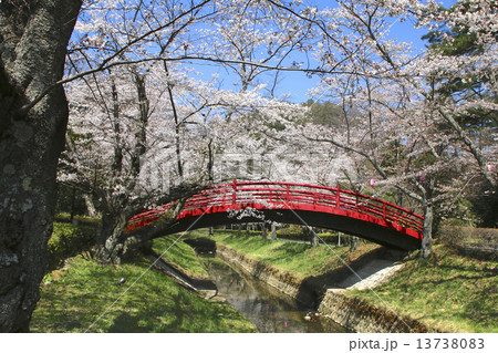 翠ヶ丘公園の桜 翠ヶ丘公園の桜 13738083