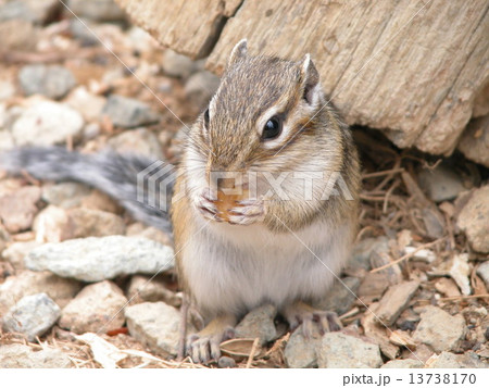 シマリス 13738170