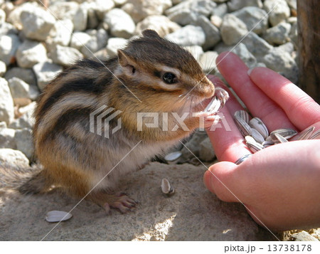 シマリス 13738178