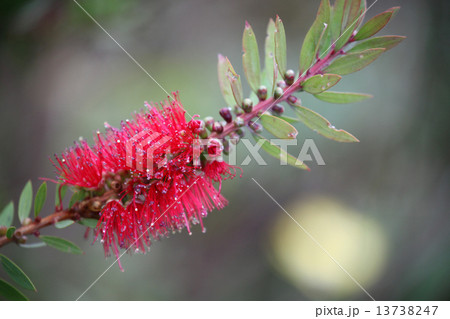 キンポウジュ 13738247