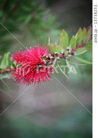 キンポウジュ キンポウジュ 13738251