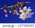 ヒマラヤザクラ 13738303