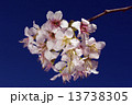 ヒマラヤザクラ 13738305