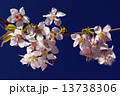 ヒマラヤザクラ 13738306