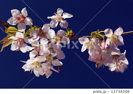 ヒマラヤザクラ ヒマラヤザクラ 13738306