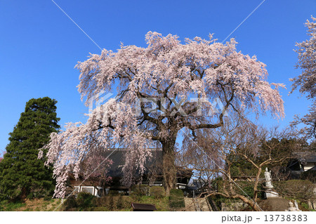 昌建寺のしだれ桜 13738383