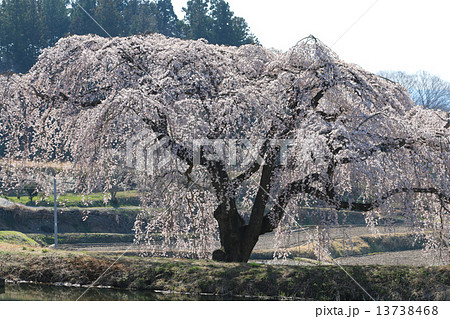 花園しだれ桜 13738468