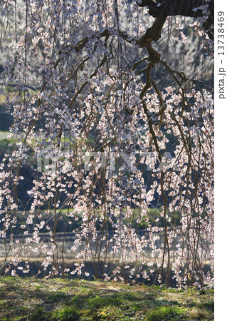 花園しだれ桜 13738469