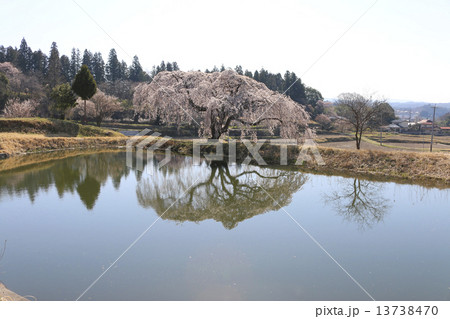 花園しだれ桜 13738470