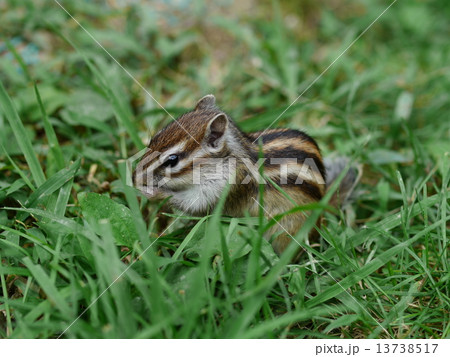 シマリス 13738517