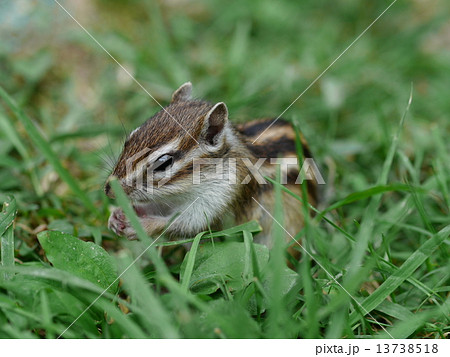 シマリス シマリス 13738518