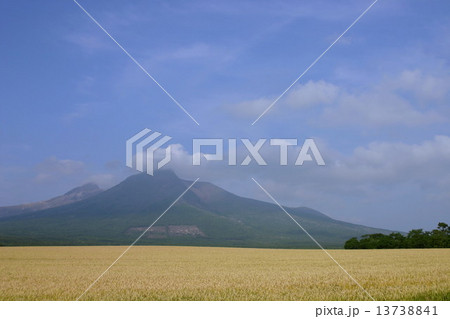 黄金色の畑と北海道駒ヶ岳 13738841
