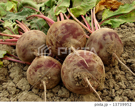 organic beetroots 13739952
