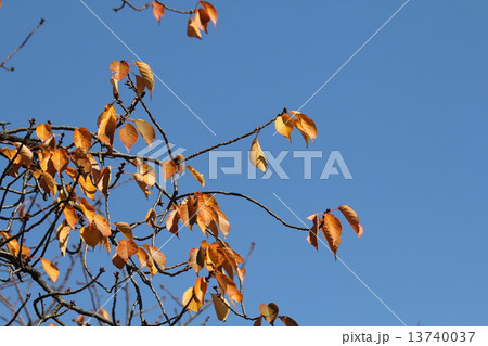 オオシマザクラの紅葉 13740037