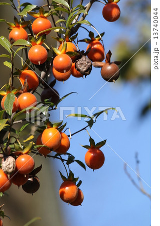 シセントキワガキ 13740044