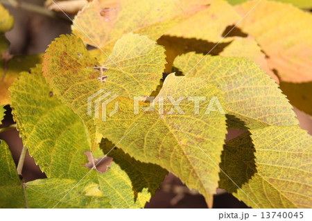 菩提樹の黄葉 菩提樹の黄葉 13740045