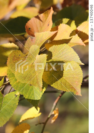 菩提樹の黄葉 菩提樹の黄葉 13740046