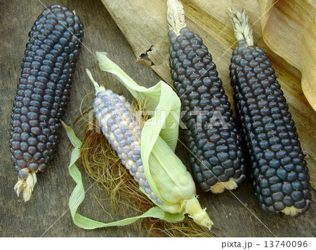 mini blue corn mini blue corn 13740096