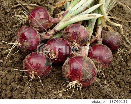 red onions 13740131
