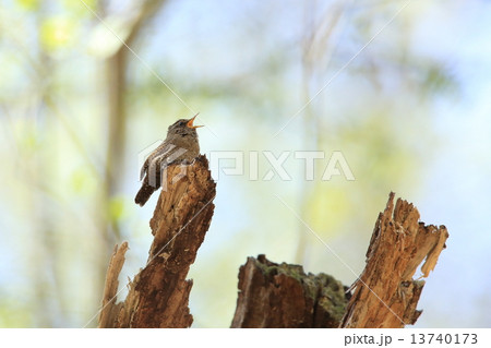 ミソサザイ 13740173