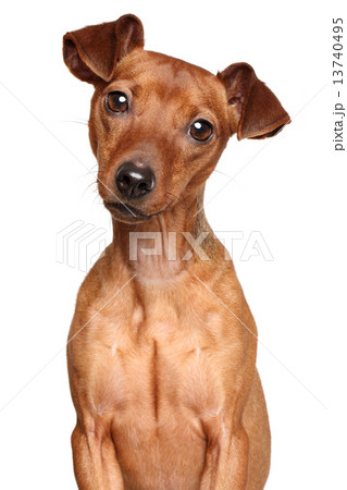 Miniature Pinscher 13740495