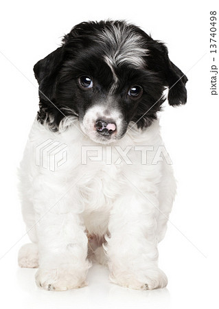 Chinese crested puppy 13740498