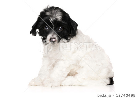 Chinese crested puppy 13740499