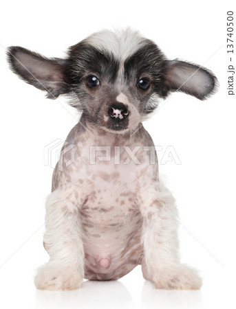 Chinese crested puppy 13740500