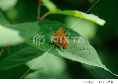 アカシジミ 13740581