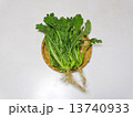 春菊 13740933