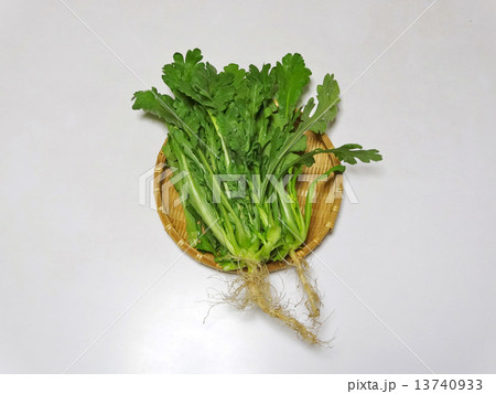 春菊 13740933