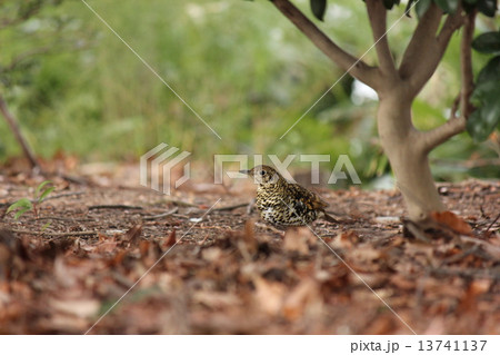 トラツグミ 13741137