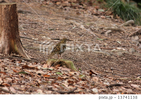 トラツグミ 13741138