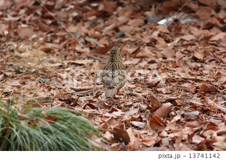 トラツグミ 13741142