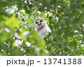 フクロウ 13741388